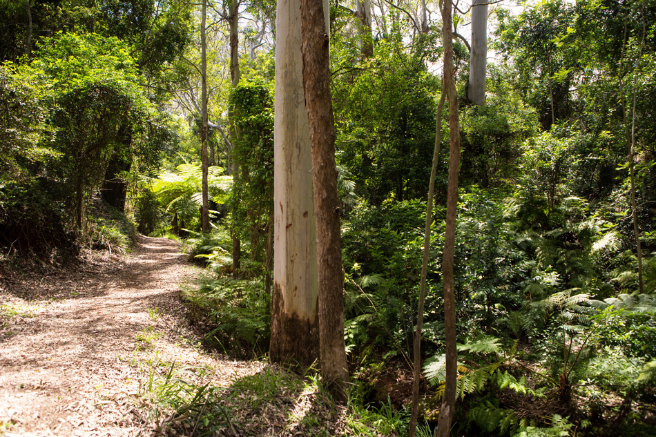 Forest near Wirraglen